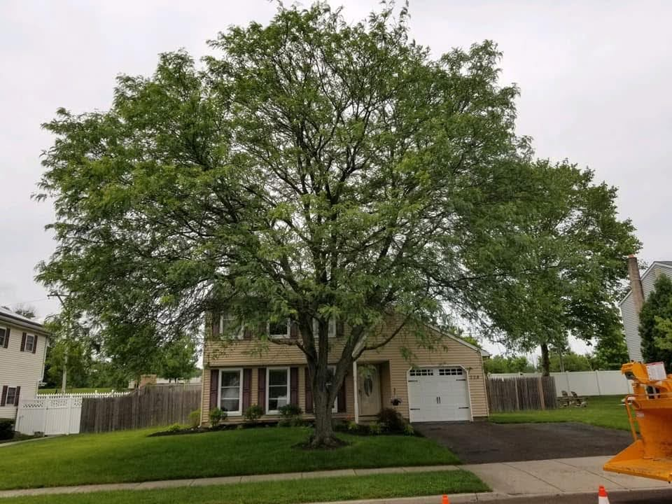 Large tree covering house before removal
