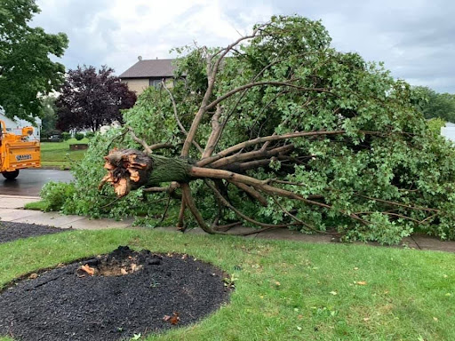 Emergency Tree Service