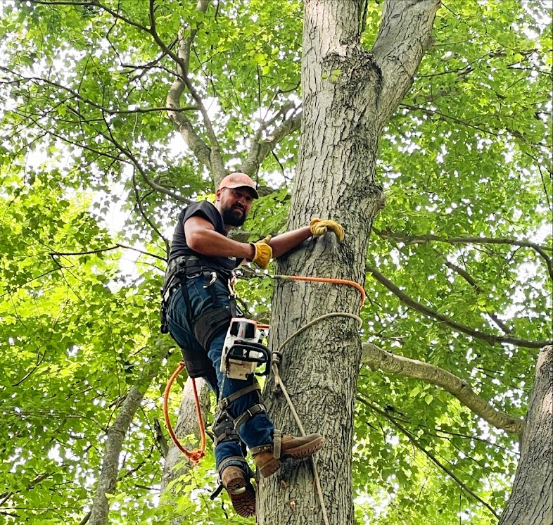 Expert Trimming & Pruning